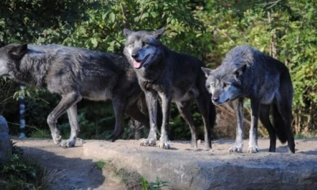 Οι μεταλλαγμένοι λύκοι που εκτέθηκαν στη ραδιενέργεια του Τσερνόμπιλ ανέπτυξαν μια σπάνια υπερδύναμη