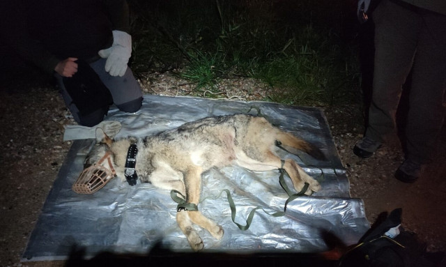 Επιτυχημένη επιχείρηση απομάκρυνσης λύκου από την Αμυγδαλέζα Αχαρνών