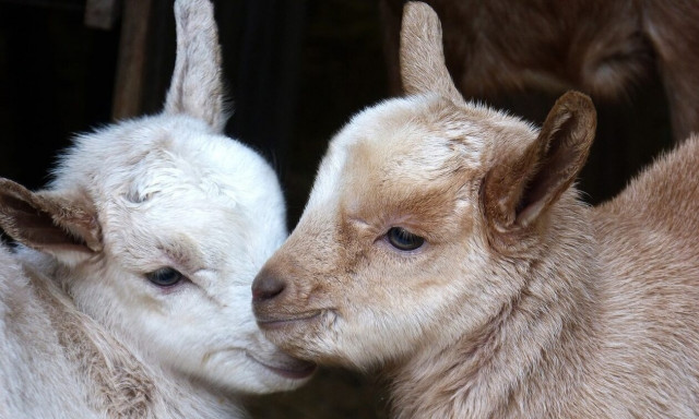 Σέρρες: Κατσικάκι γεννήθηκε με τρία πόδια σε κτηνοτροφική μονάδα