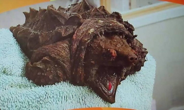 Αγγλία: Χελώνα-αλιγάτορας βρέθηκε σε λίμνη - Μπορεί να κόψει ακόμα και ανθρώπινα δάχτυλα