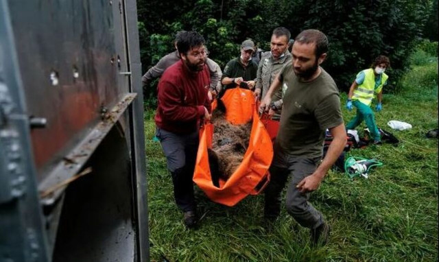 Συναγερμός στην Iσπανία: Δασοφύλακες κάνουν περιπόλους για να προστατεύσουν χωριά από τις αρκούδες