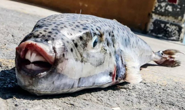 Κρήτη: Ψαράδες πήγαν για λαβράκι και έβγαλαν… λαγοκέφαλους