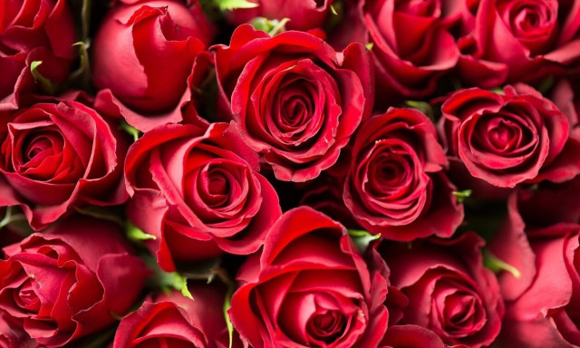 Θεσσαλονίκη: Πάνω από 300.000 τριαντάφυλλα στα ανθοπωλεία για τη γιορτή του Αγίου Βαλεντίνου