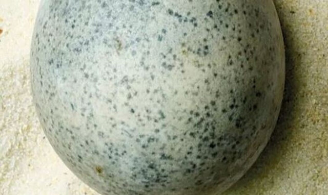 Μυστήριο με το αρχαιότερο αβγό στον κόσμο - Δεν μοιάζει με κότας