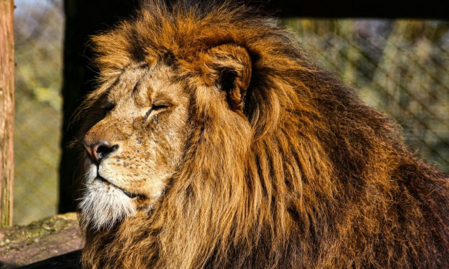 Ινδία: Λιοντάρι κατασπάραξε άνδρα που σκαρφάλωσε στο κλουβί για μια σέλφι