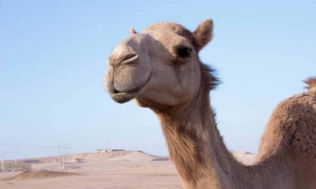 Φρίκη στην Ινδία: Καμήλα ξερίζωσε και έφαγε το κεφάλι του ιδιοκτήτη της