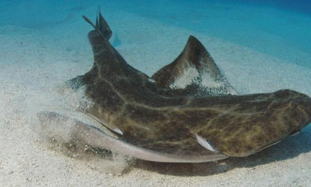 Κύπρος: Τι είναι οι αγγελοκαρχαρίες που εμφανίστηκαν στο νησί