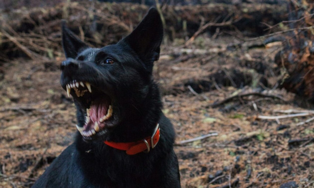 Ρόδος: Σκύλος δάγκωσε μέχρι θανάτου το ζώο του γείτονα