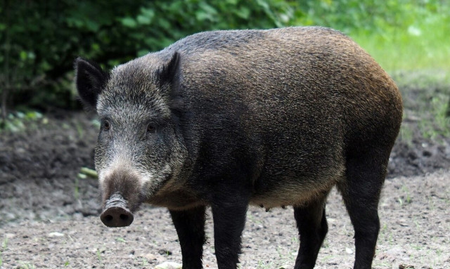 Αγριογούρουνο βρέθηκε να...βολτάρει στην παραλία της Καλαμάτας