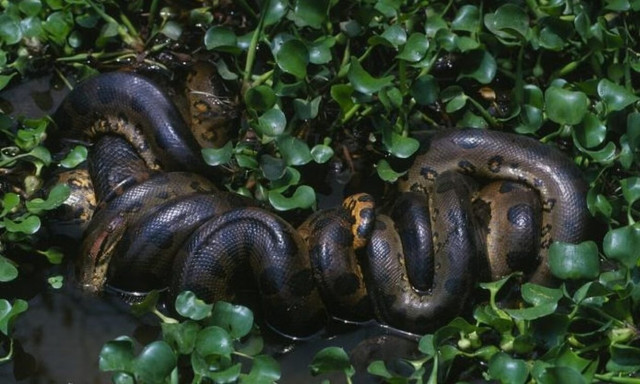 Επιστήμονες ανακάλυψαν το μεγαλύτερο είδος ανακόντα - Φτάνει τα 7,5 μέτρα μήκος και 500 κιλά βάρος
