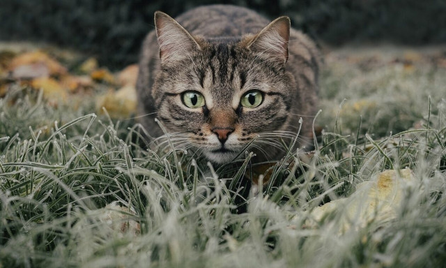 Ρόδος: Ασυνείδητος εγκληματίας δηλητηριάζει γάτες