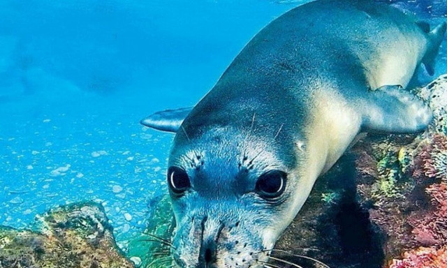 Κύπρος: Αυξάνεται ο πληθυσμός της μεσογειακής φώκιας