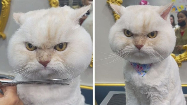 Γατούλης έξαλλος και «μουτρωμένος»: Δεν του άρεσε το... κούρεμά του