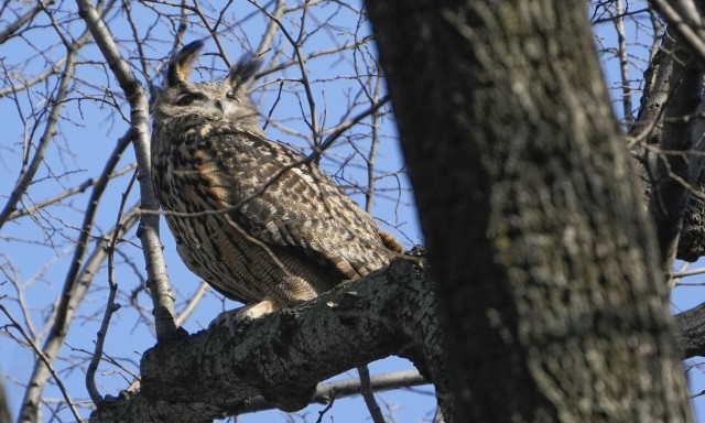 Ο Flaco, η διάσημη κουκουβάγια των Νεοϋορκέζων «σίγησε» για πάντα - Μυστήριο ο θάνατός του