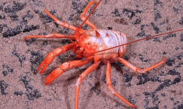 Xιλή: Πάνω από 100 νέα είδη αποκάλυψε υποβρύχια εξερεύνηση στα ανοικτά των ακτών