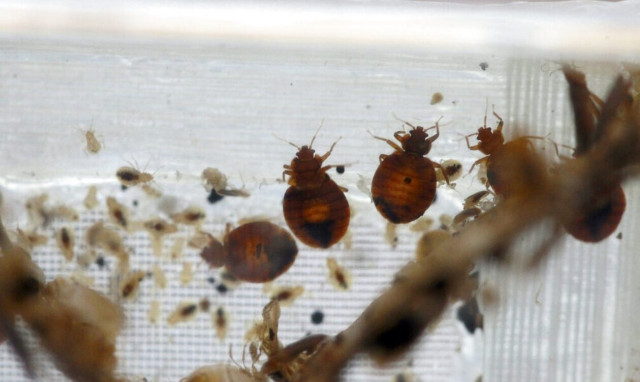 Γαλλία: Πώς «γιγαντώθηκε» η ψύχωση με τους κοριούς στα κρεβάτια