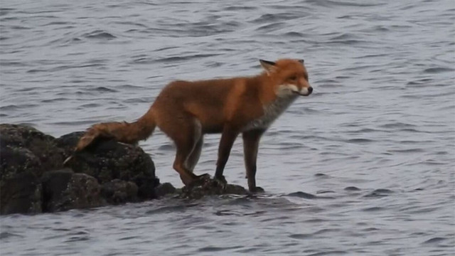 Σκωτία: Αλεπου παγιδεύτηκε σε βράχο από την πλημμυρίδα - Κολύμπησε μέχρι την ακτή για να σωθεί