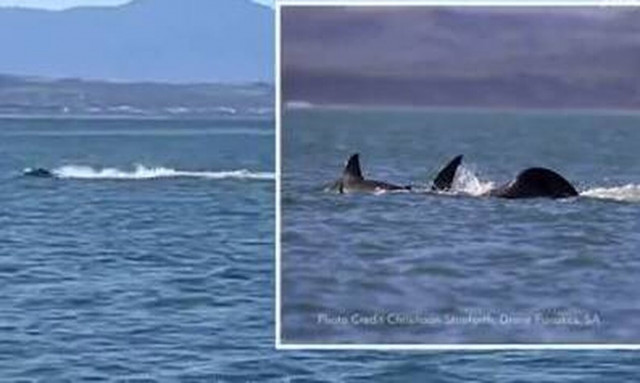 Απίστευτο βίντεο: Όρκα σκότωσε μόνη της έναν μεγάλο λευκό καρχαρία μέσα σε... δύο λεπτά