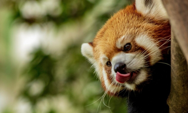 Ταϊλάνδη: Κόκκινο πάντα και… φίδια εντοπίσθηκαν μέσα σε χειραποσκευή αεροδρομίου