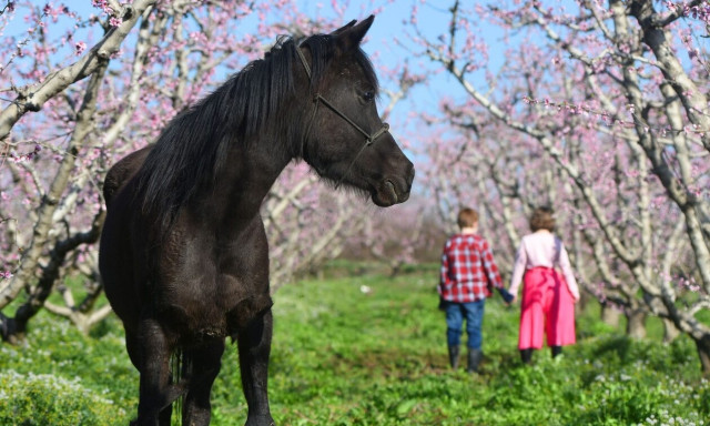 Βέροια: Η Άνοιξη έφτασε και το μαρτυρούν οι Ανθισμένες Ροδακινιές στον εύφορο κάμπο της Ημαθίας