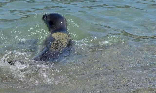 Φώκια παίζει με τους ψαράδες στη Λήμνο - Απολαυστικό βίντεο