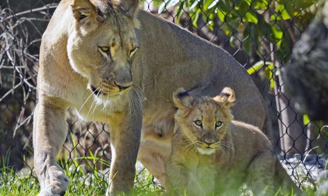 Πώς συμπεριφέρεται το ζωικό βασίλειο κατά την διάρκεια ολικής έκλειψης Ηλίου - Εντυπωσιακές εικόνες