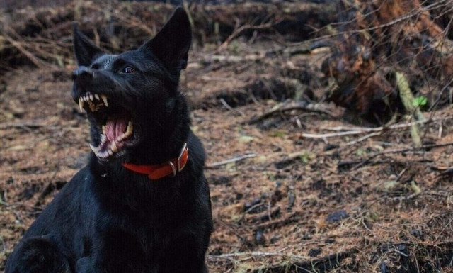 Φρίκη στην Κρήτη: Αγέλη από αδέσποτα κατασπάραξε 70 πρόβατα