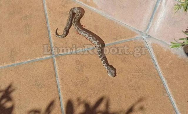Λαμία: Οχιά... λιαζόταν σε αυλή σπιτιού - «Ξύπνησαν» νωρίτερα τα φίδια και ξεκίνησαν τις βόλτες