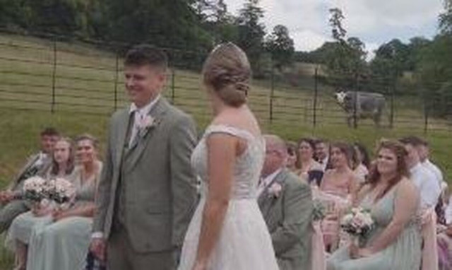 Αγγλία: «Παρέμβαση» αγελάδας σε γαμήλια δεξίωση