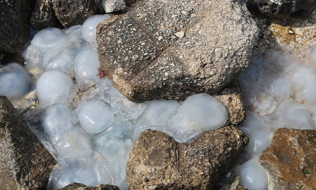 Μέδουσες από την Ερυθρά: Ούτε νεκρές να μην αγγίζονται - Πότε θα εκλείψει η απειλή