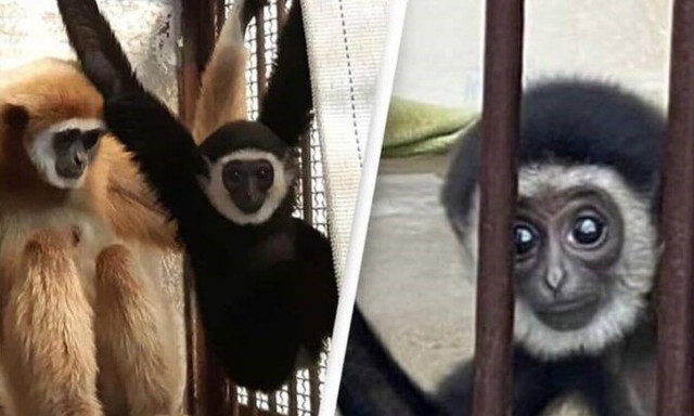 Λύθηκε το μυστήριο με μαϊμού που έμεινε έγκυος ενώ ήταν μόνη της σε κλουβί χωρίς αρσενικά