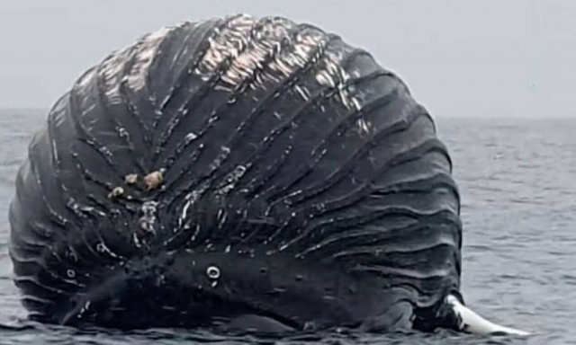 Ψαράς στη Νορβηγία εντόπισε νεκρή φάλαινα που έμοιαζε με μπαλόνι  - Κίνδυνος να εκραγεί