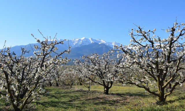 Κατερίνη: Οι ανθισμένες κερασιές της Πιερίας είναι το νέο τουριστικό υπερθέαμα της χώρας