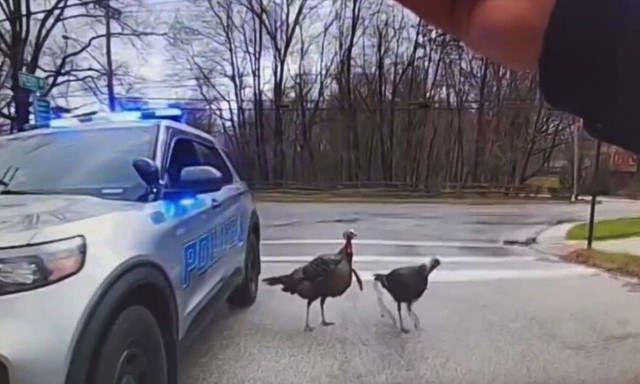 Οχάιο: Αστυνομικοί υποχώρησαν όταν δέχθηκαν επίθεση από «τρομοκράτες»... γαλοπούλες (vid)