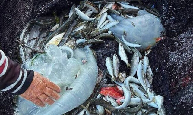 Ρόδος: Ανησυχία για τις μέδουσες από την Ερυθρά – Πώς το κλίμα προκαλεί είδη άγνωστα για την Ελλάδα