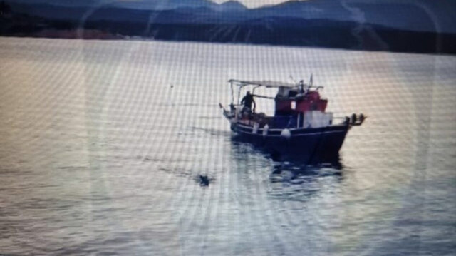 Μαγνησία: Αγριογούρουνο βούτηξε στη θάλασσα για να ξεφύγει από λύκους