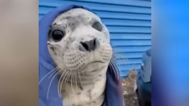 Ρωσία: Υποσιτισμένο μωρό φώκιας διασώζεται την τελευταία στιγμή