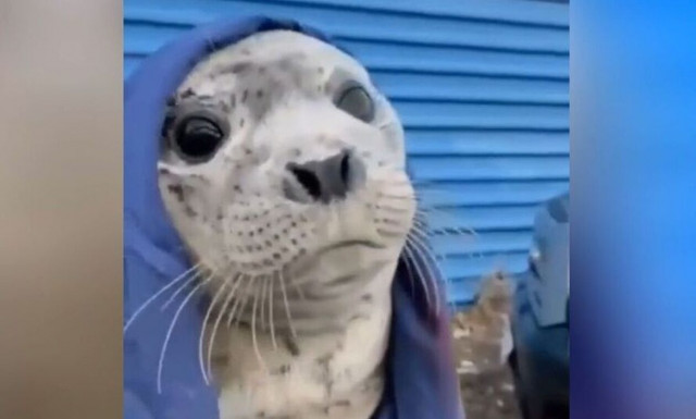 Ρωσία: Μωράκι φώκια διασώζεται την τελευταία στιγμή (vid)