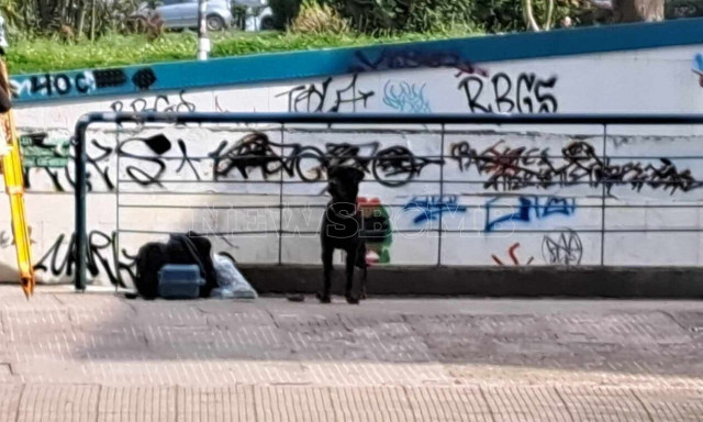 Τρόμος στο ΑΠΘ: Ροτβάιλερ επιτέθηκε σε φοιτητή