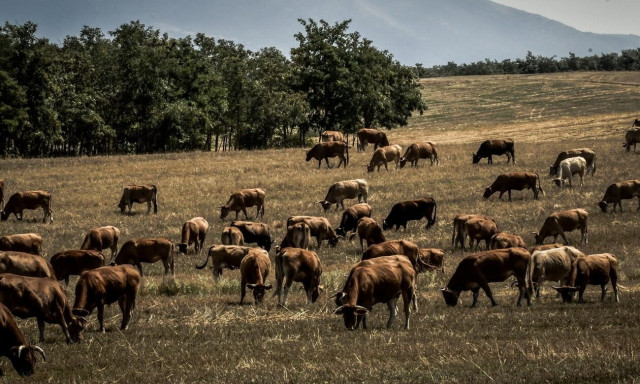 «Στοπ» από ΗΠΑ και Καναδά στο κρέας από Ελλάδα: Τι ζητούν οι δύο χώρες για να αρθούν οι περιορισμοί