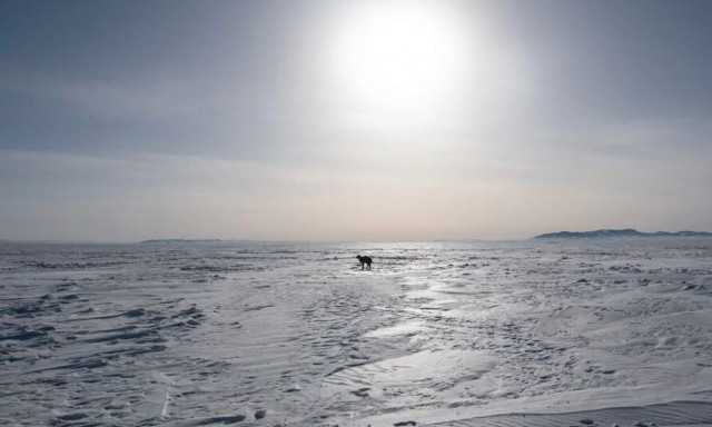 Η Μογγολία εκπέμπει SOS: 5 εκατ. ζώα νεκρά και βοσκοί σε απόγνωση - Πολικό ψύχος και καταστροφές