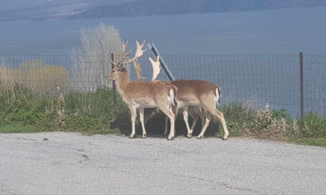 Αμύνταιο: Ελάφια «κόβουν» βόλτες στον Άγιο Παντελεήμονα