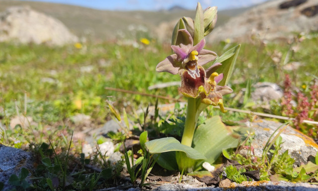 Μυτιλήνη: Οι ανθισμένες άγριες ορχιδέες στο Πάρκο του Απολιθωμένου Δάσους