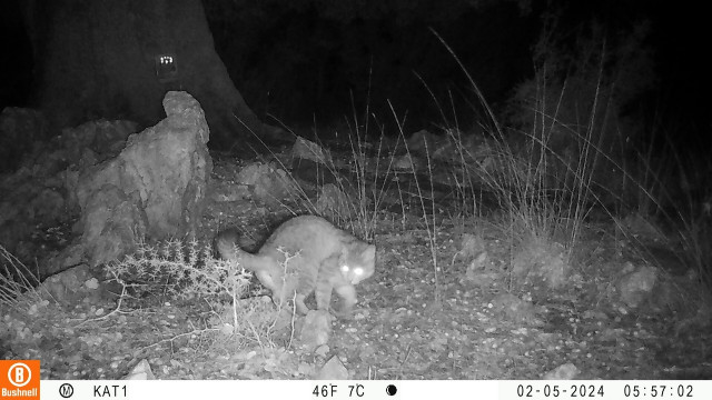 Μεγάλη έρευνα για τον αγριόγατο - Το ζώο-«φάντασμα» επιστρέφει στα βουνά της Κρήτης!