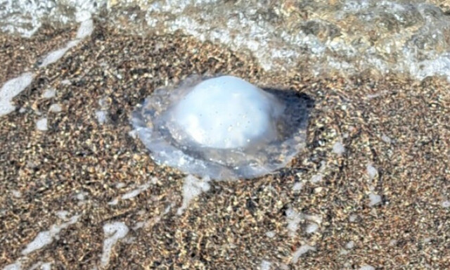 Ρόδος: Γέμισε με τροπικές μέδουσες που φτάνουν το 1 μέτρο - Τι να κάνετε αν σας τσιμπήσει