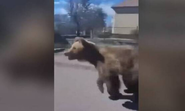 Σλοβακία: Πυροβόλησαν και σκότωσαν καφέ αρκούδα που είχε επιτεθεί σε πέντε άτομα