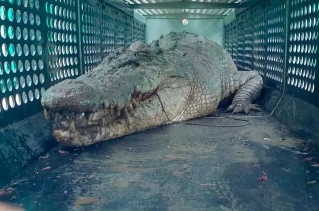 Κροκόδειλος 4 μέτρων επιτέθηκε σε χωριό - Πώς τον αντιμετώπισαν οι γενναίοι κάτοικοι