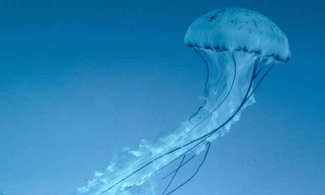 Συναγερμός στη Ρόδο: Μετά τη μπλε και τη μοβ, ήρθε και η μέδουσα… γίγας