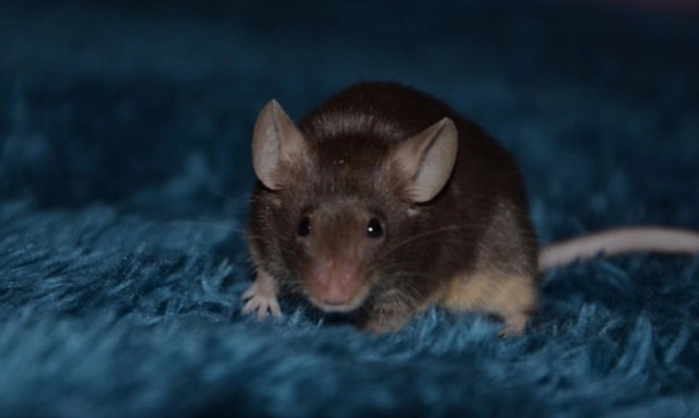 Το πιο βάρβαρο βασανιστήριο στην ιστορία: Ο αρουραίος που τρώει τα σωθικά