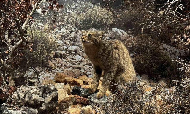 Ηράκλειο: Στα χνάρια του κρητικού αγριόγατου - Tο μεγαλύτερο σαρκοφάγο ζώο που ζει στο νησί